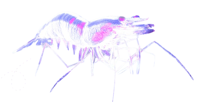 Protecting shrimp